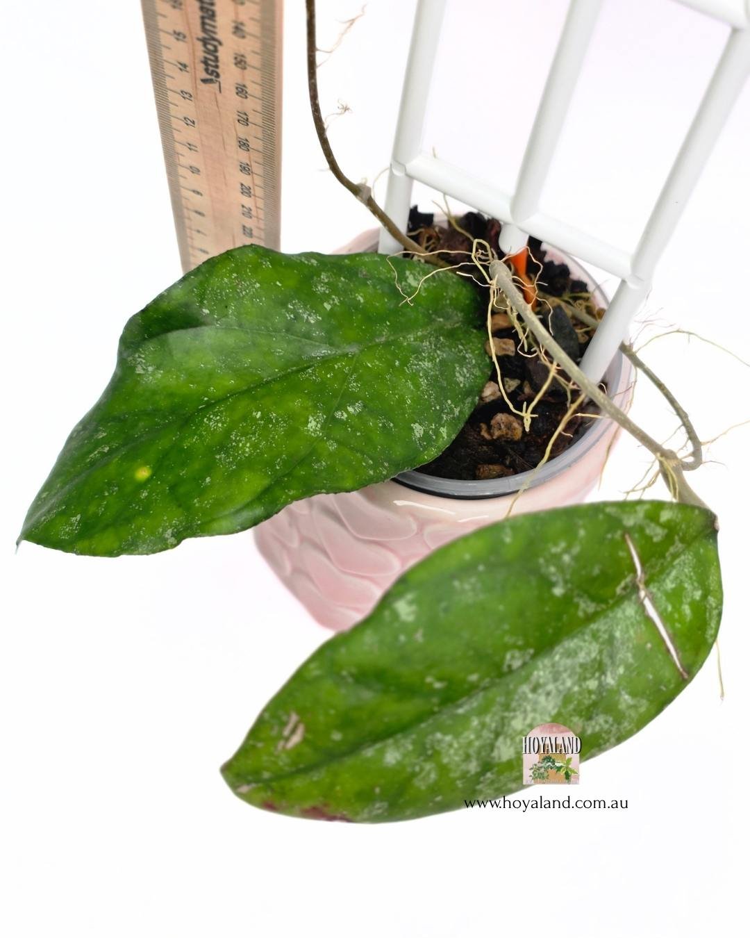 🍂 Hoya aff finlaysonii sp Bahoii Last Prop