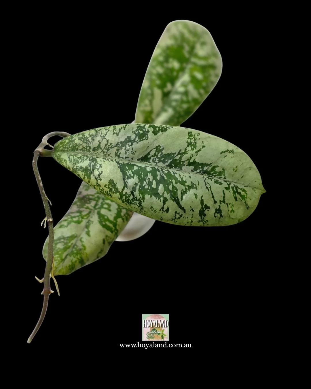 Hoya lorelai (1).jpg