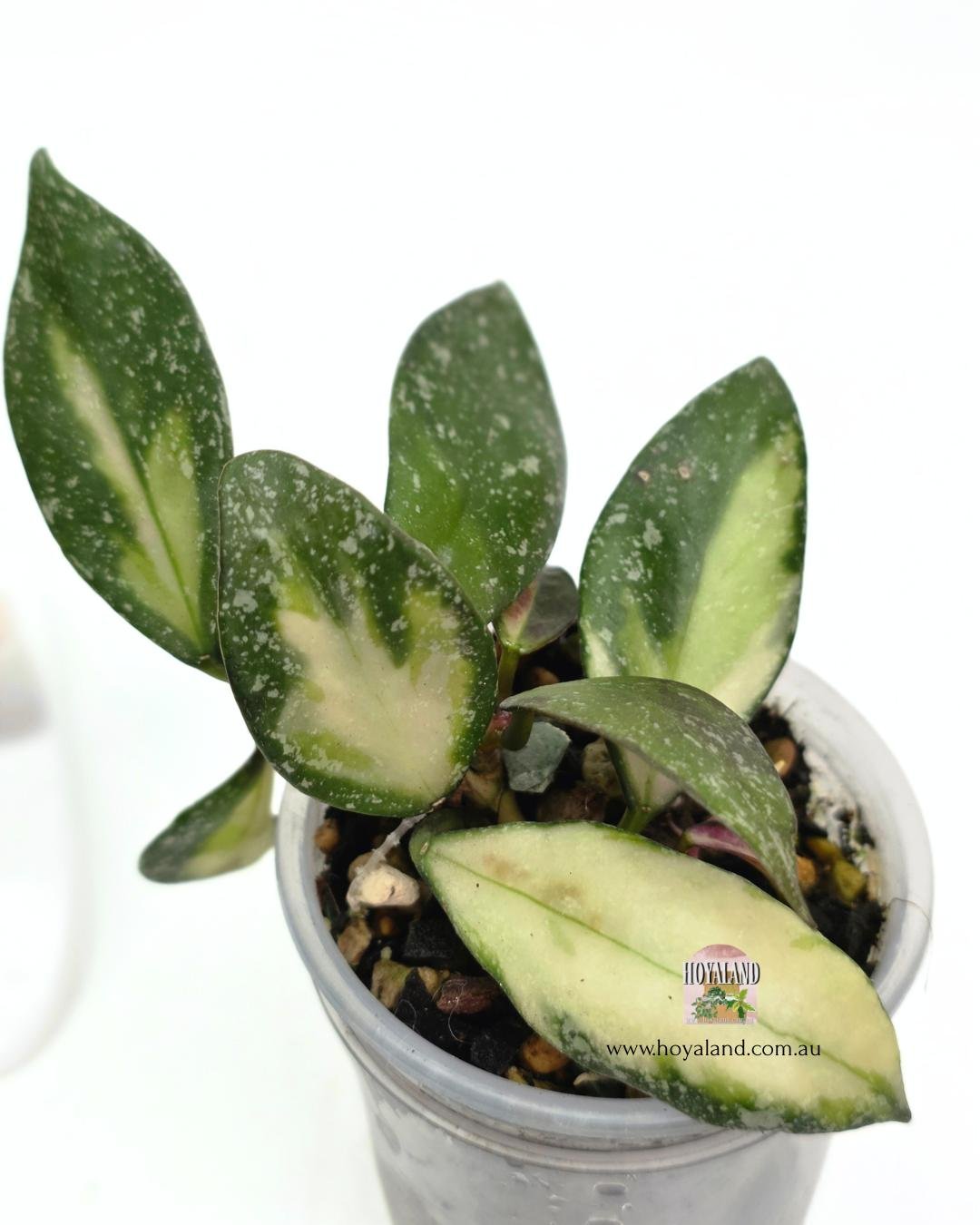 Hoya nabawanensis var 2 heads (3).jpg