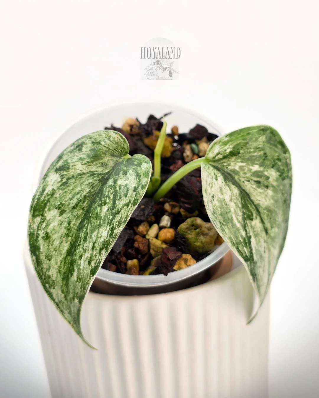 Scindapsus perlas (2).jpg