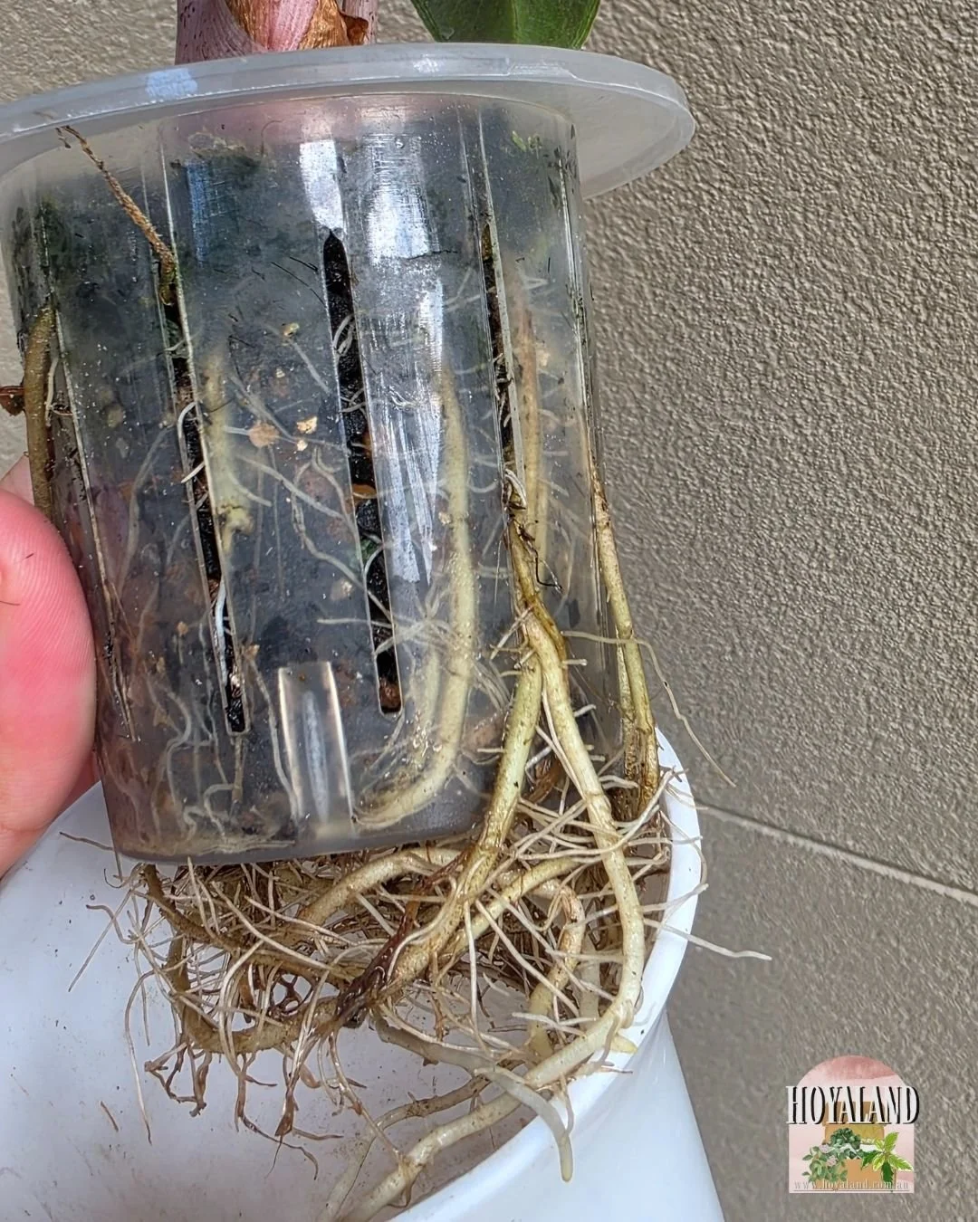 Alocasia nairobi nights aurea (7).jpg