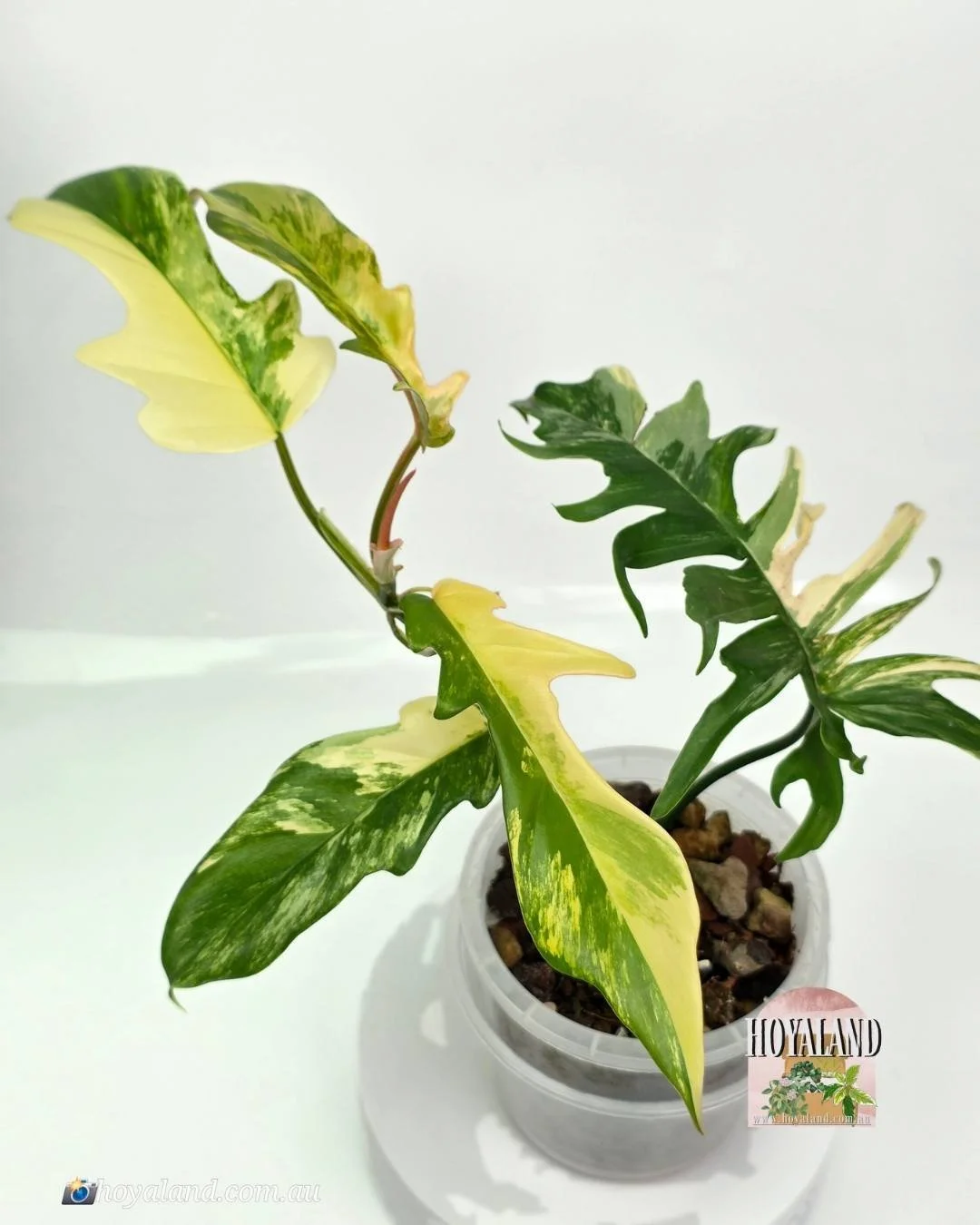 FB  tortum 1 (2).jpg