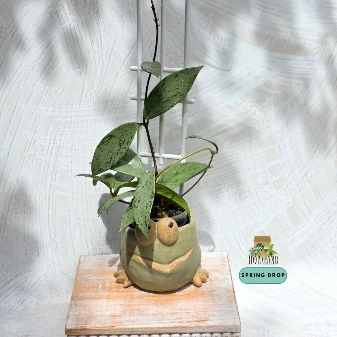 Hoya pubicalyx pink silver ghost (5).jpg