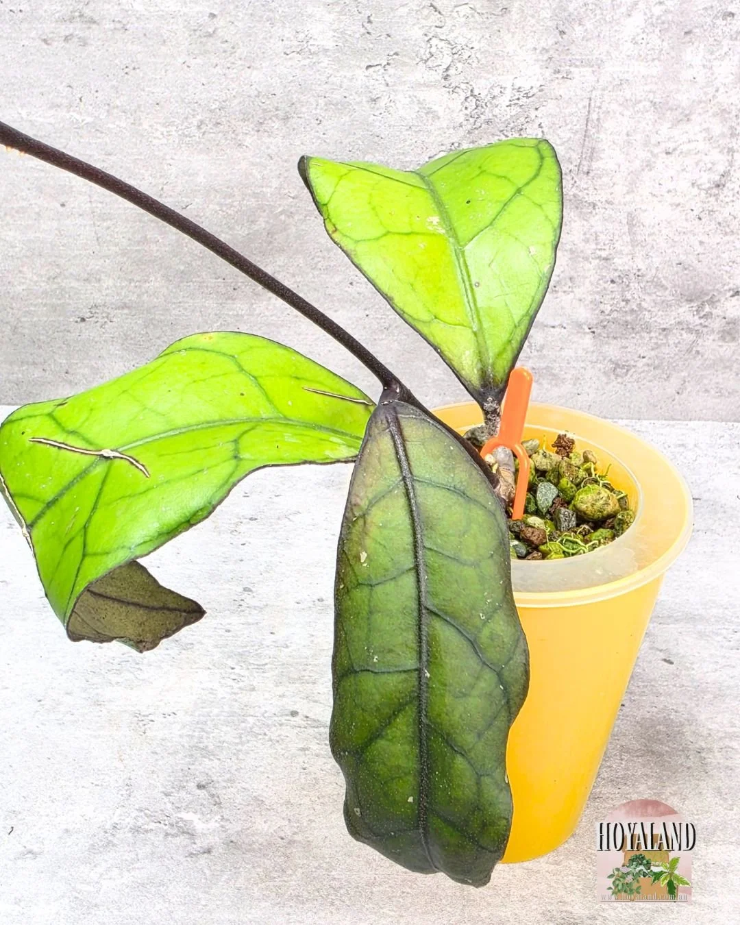 Hoya finlaysonii tabalong (6).jpg