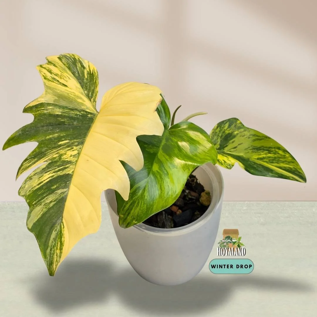 Philodendron 'Florida Beauty' x mayoi (Wide Mayoi Morph) NTC