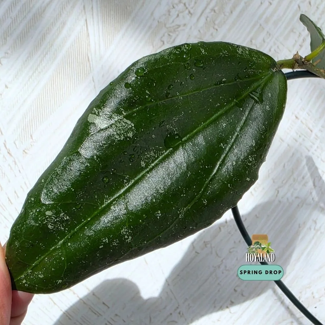 Hoya caudata x erythrina.jpg
