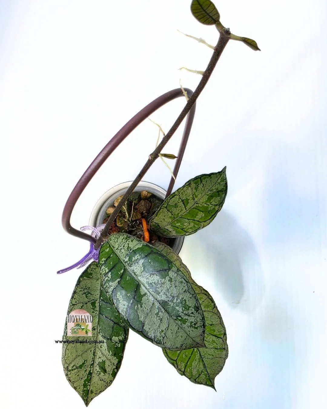 Hoya gunung gading silver ghost a (3).jpg