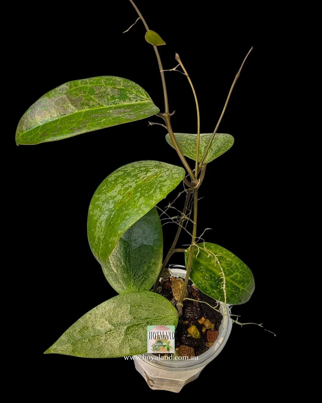 Hoya aurora (2).jpg