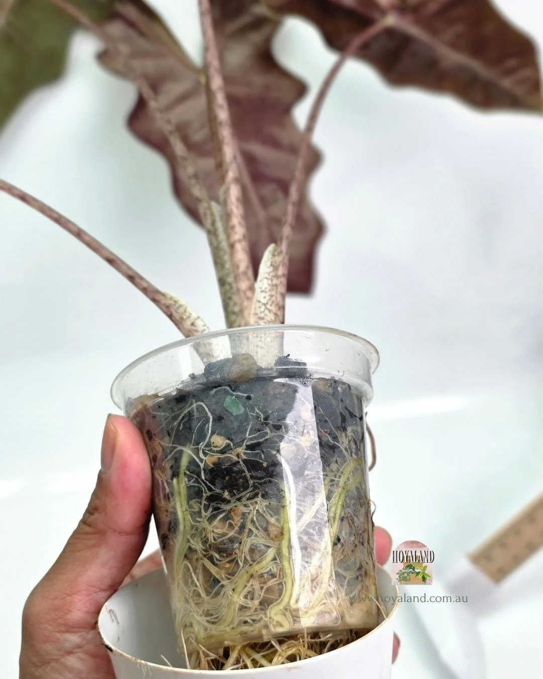 alocasia psuedo pink (7).jpg