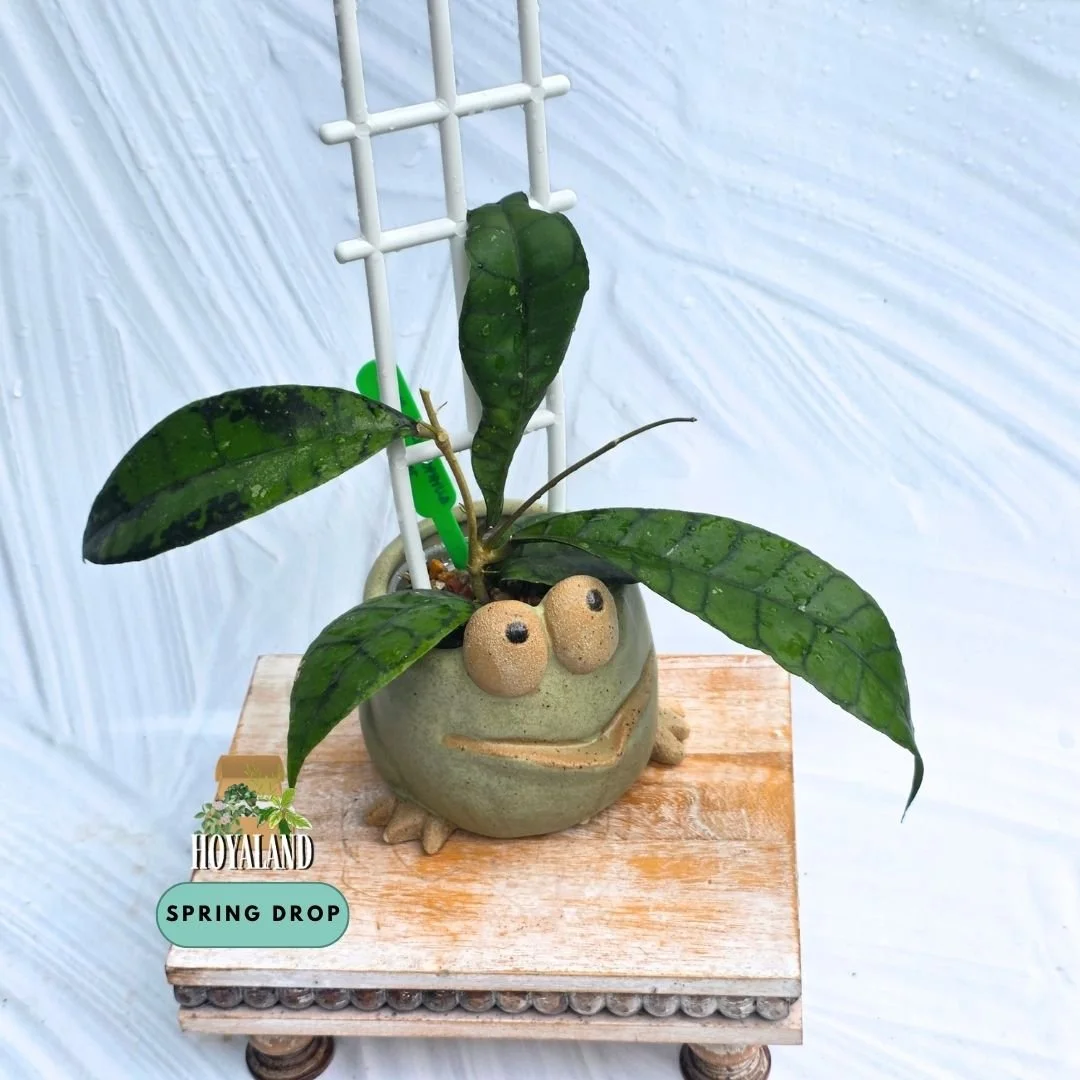 Established Hoya callistophylla Black Spot climbing vine displaying cardboard-rigid leaves with dark geometric veins and distinct inky black spotting