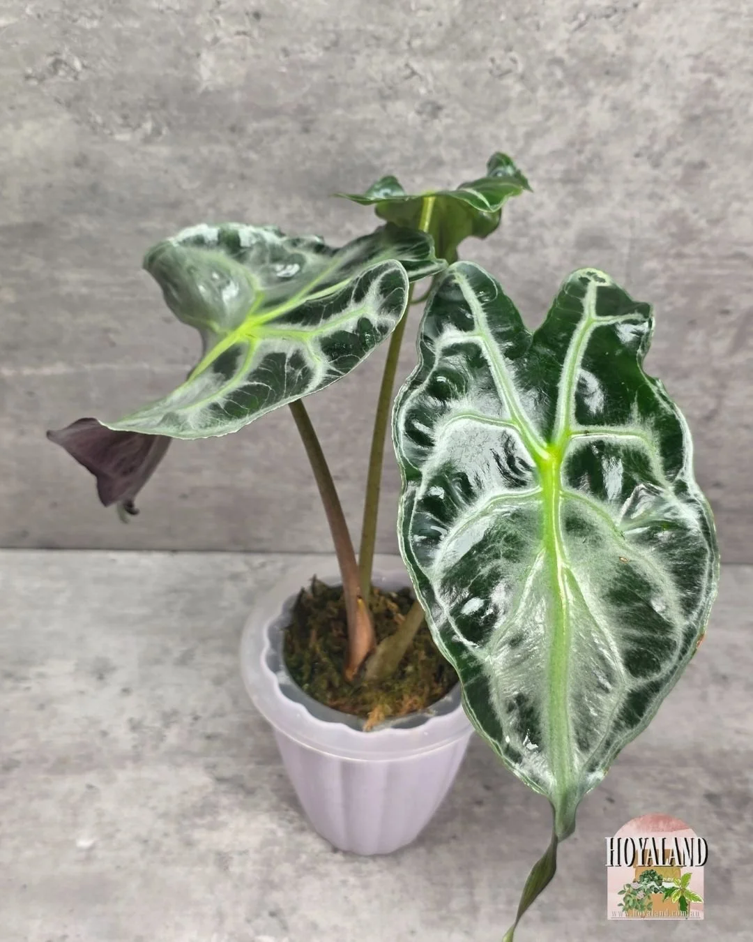 Alocasia Venom (4).jpg