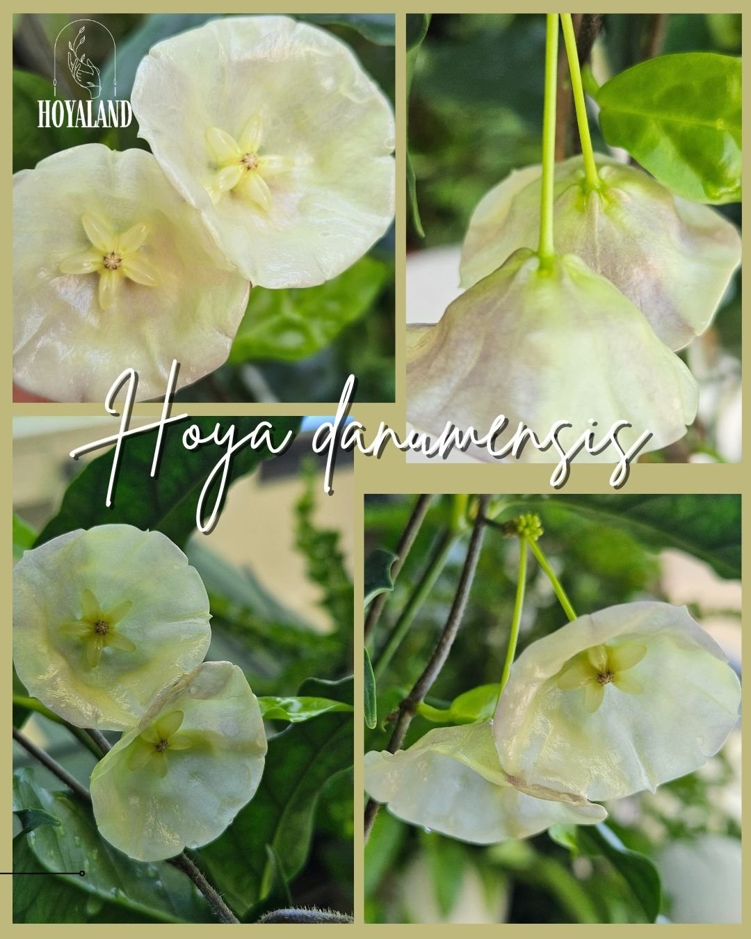 Hoya danumensis .jpg