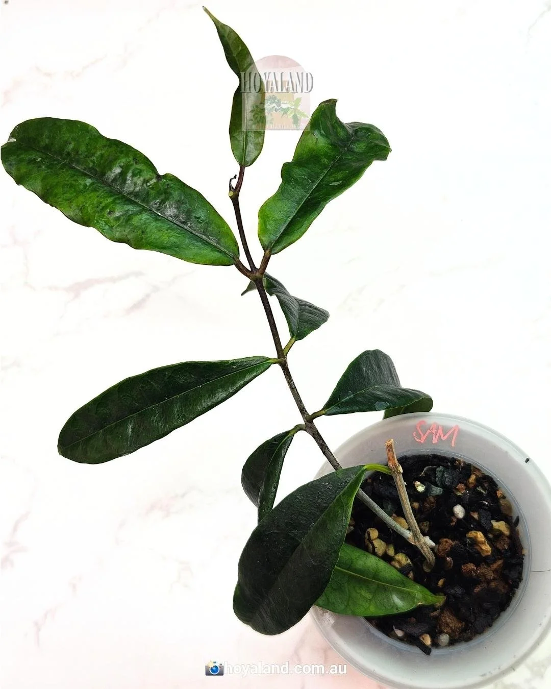 Hoya sammananiana (2).jpg