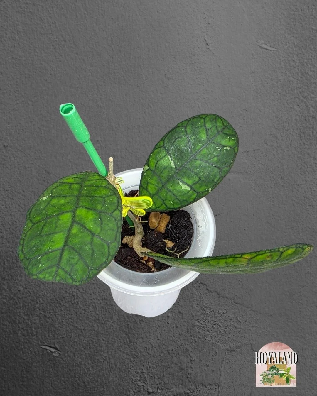 Hoya finlaysonii ah 021 (7).jpg