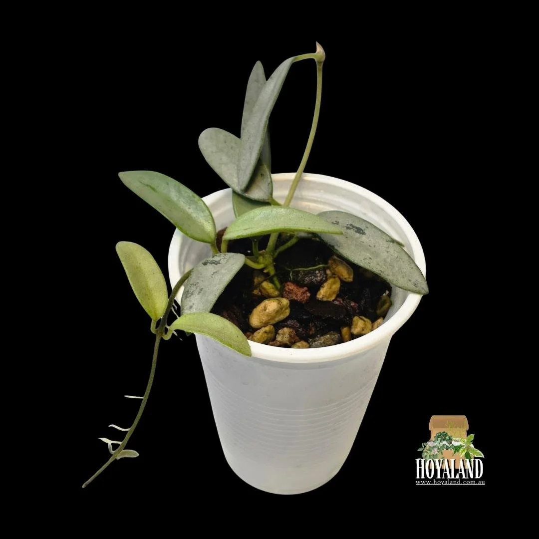 Hoya lima silver (2).jpg