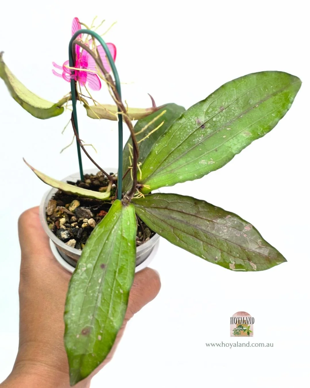🍂 Hoya erythrina BACHO