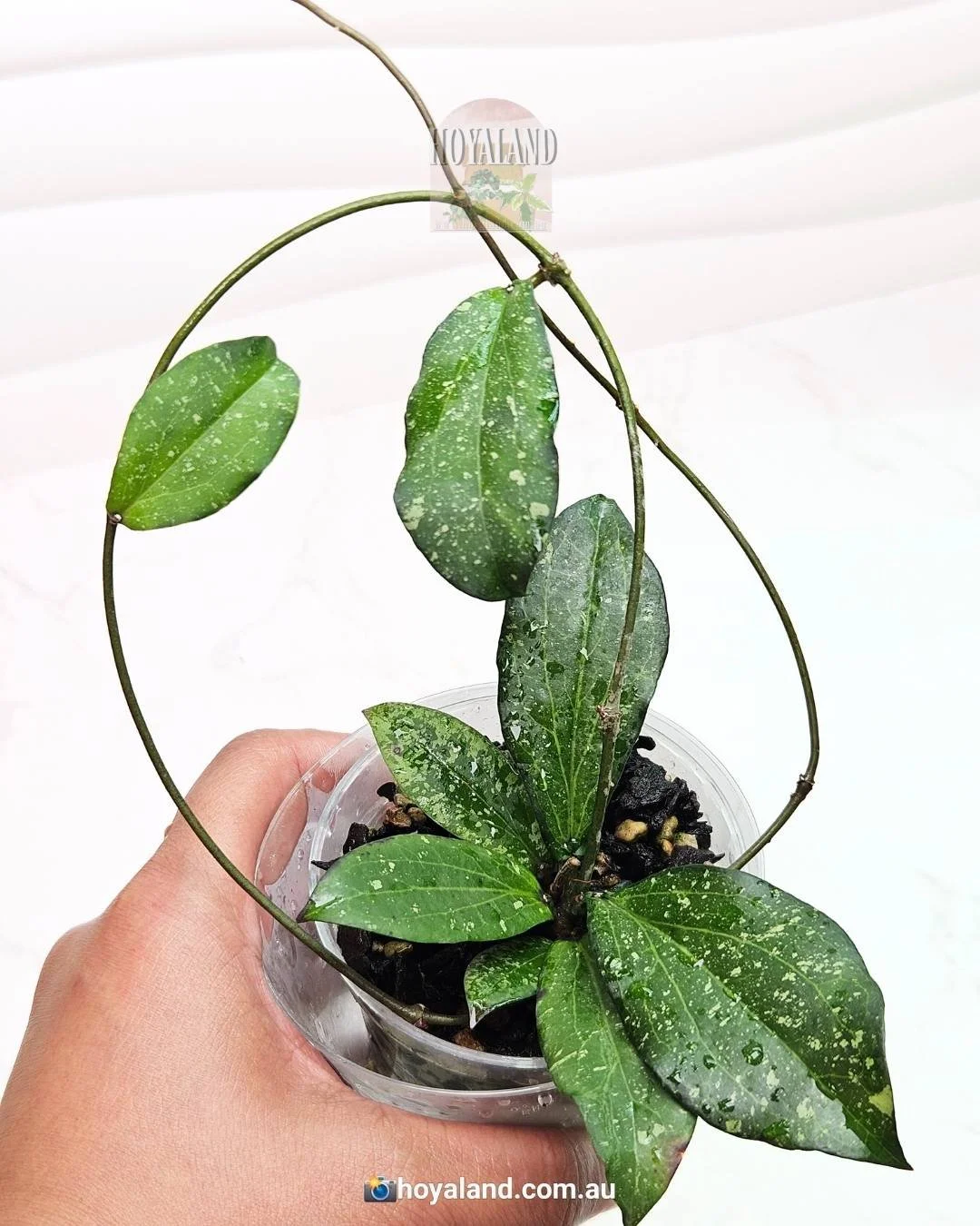 erythrina splash (2).jpg