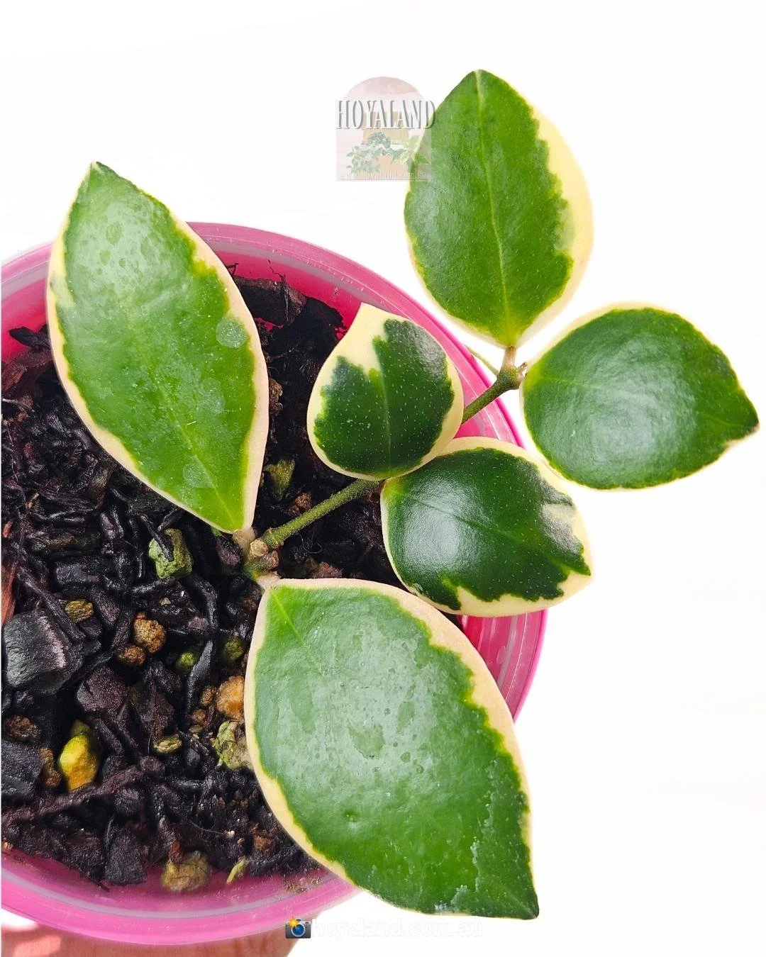 Hoya Land Rare Plants Australia