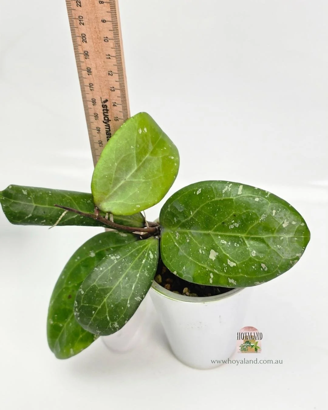 Hoya Michele (4).jpg