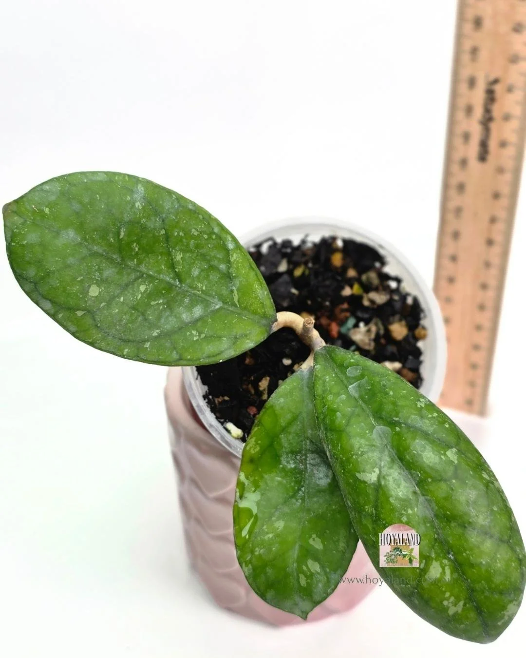 🍂 RARE VEINY Hoya LARISA (finlaysonii x meredithii)