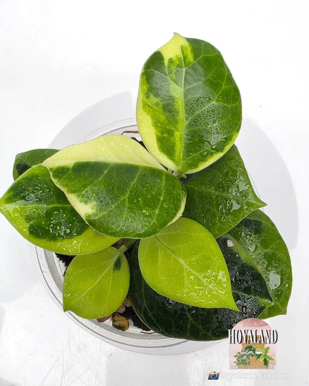 Variegated Rare Hoya OBSCURA ALBO MARGINATA  | Medium  🌞🍂
