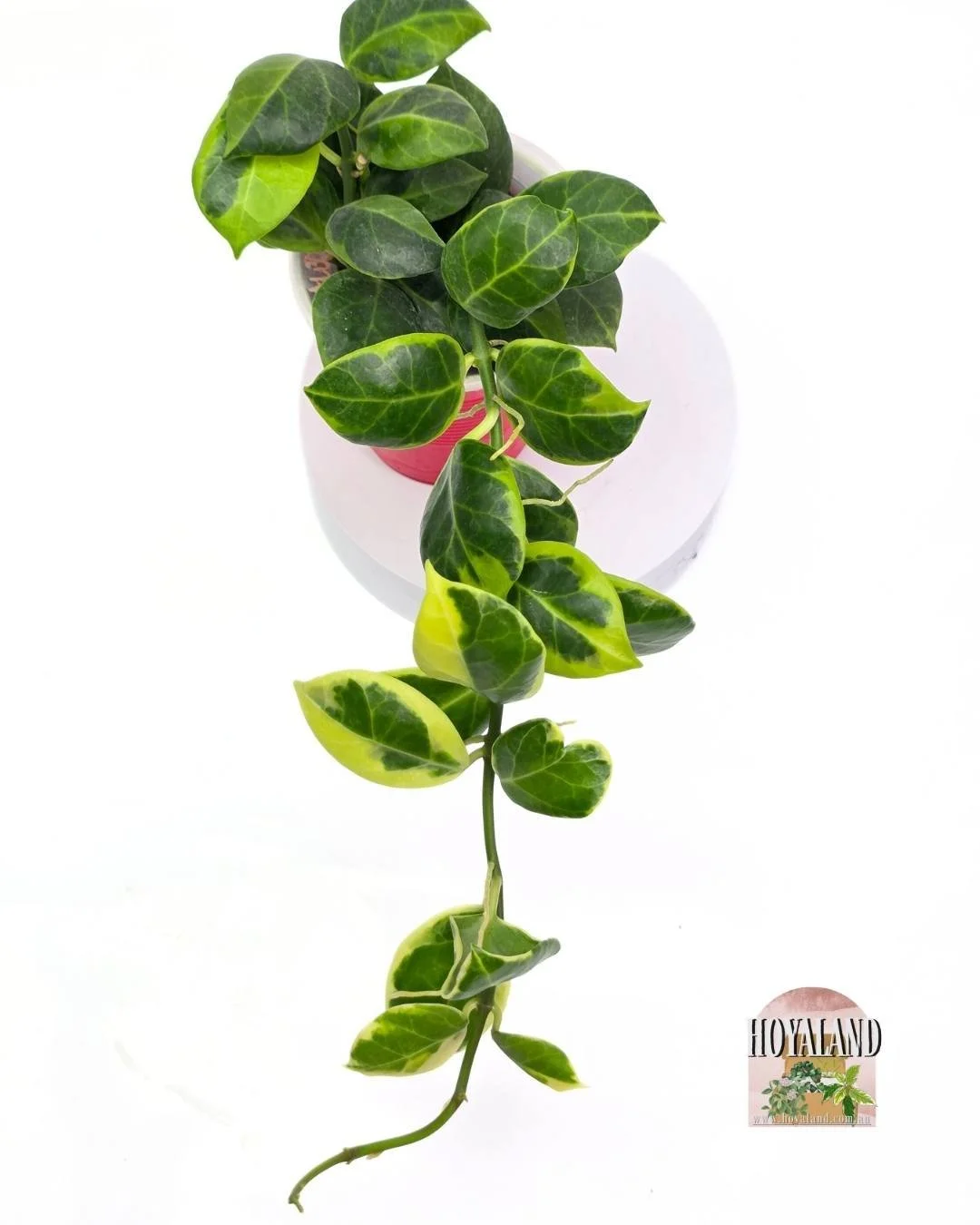 Hoya obscura albo (4).jpg