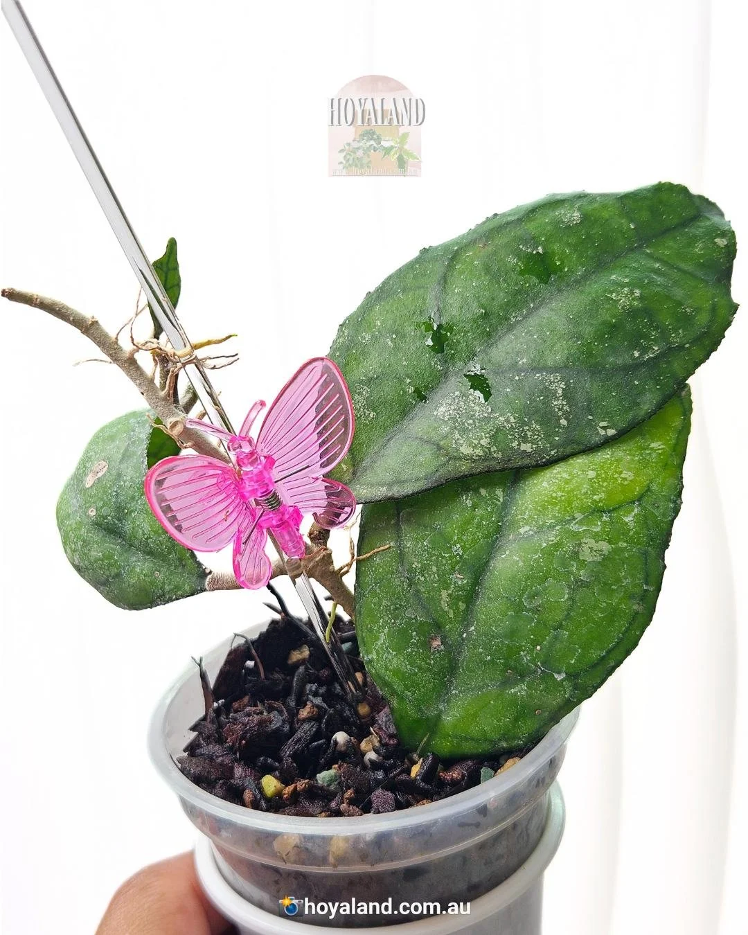 Hoya Svetlana (4).jpg