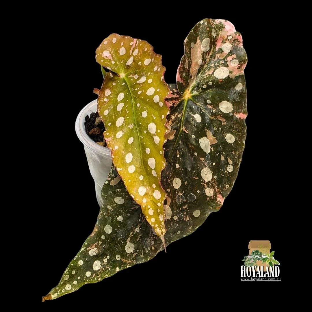 ⛄ Begonia Maculata Wightii Variegata (Small)