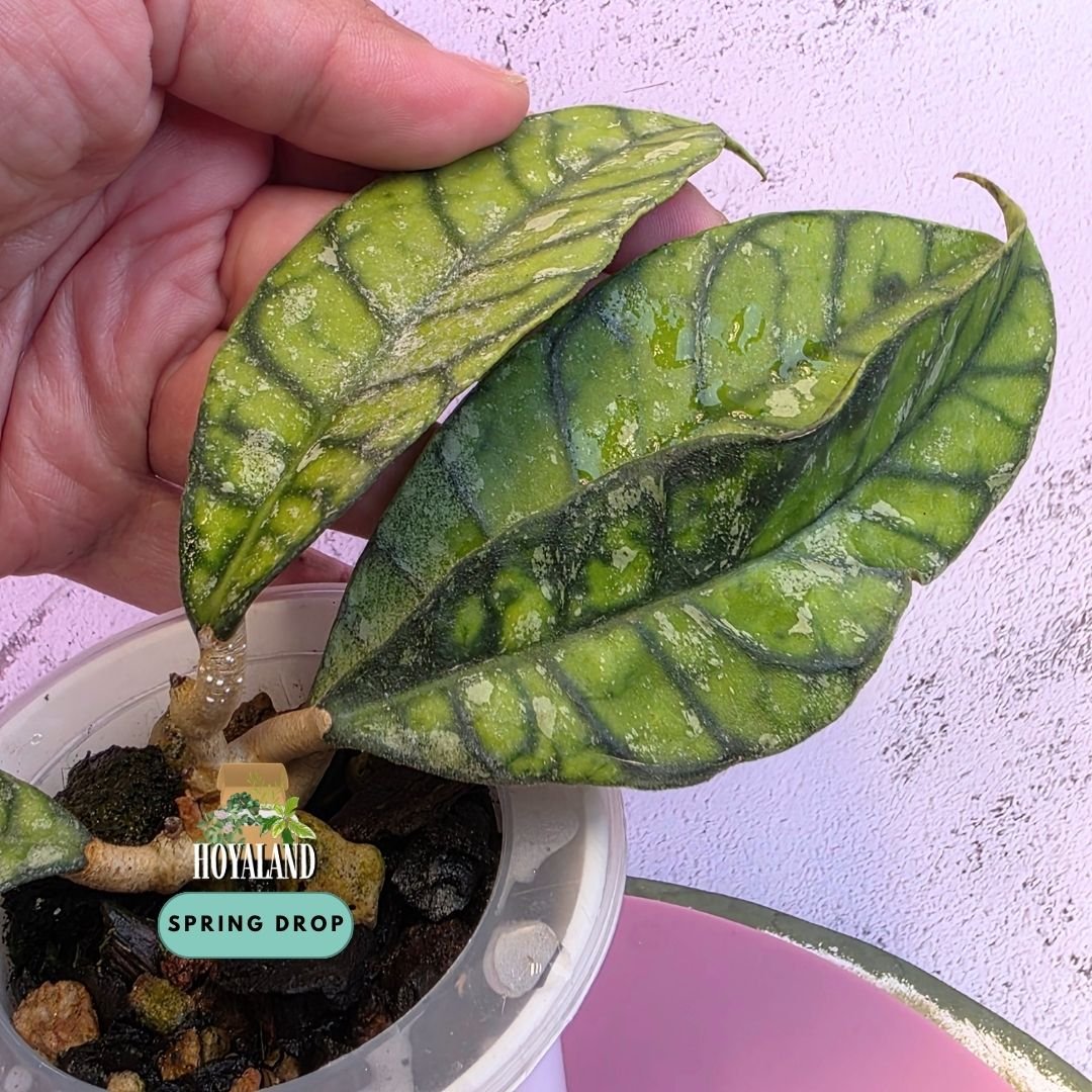 Established Hoya callistophylla Black Cat Splash climbing vine displaying cardboard-stiff foliage with inky black reticulated veins and heavy metallic silver splash