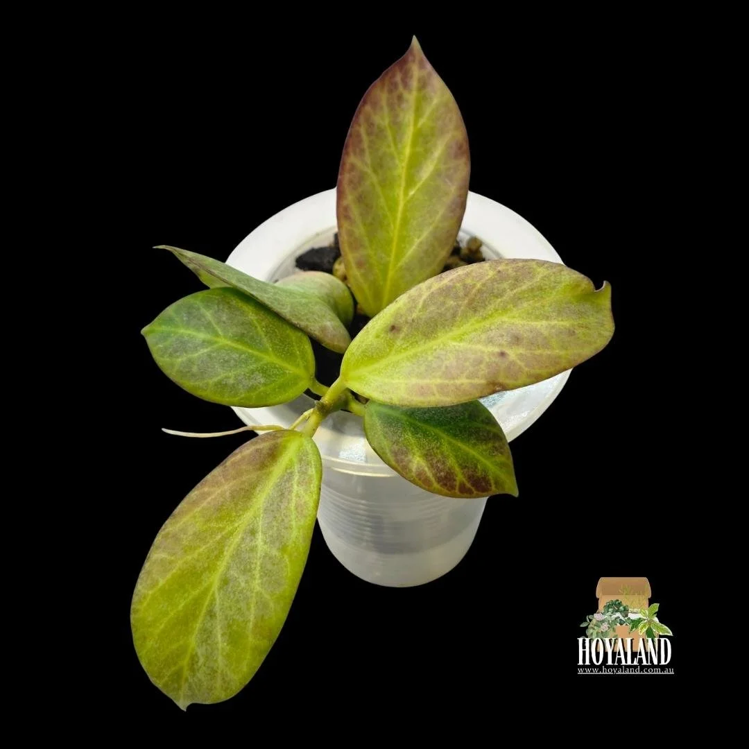 Hoya obscura silver (2).jpg