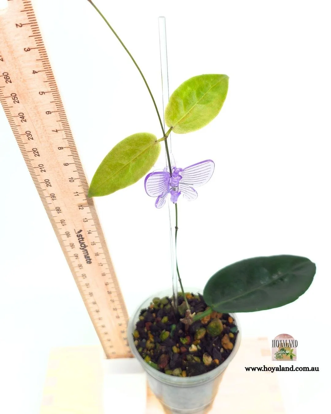 🍂 Hoya piestolepsis | Unique Texture Hoya | Rare Species