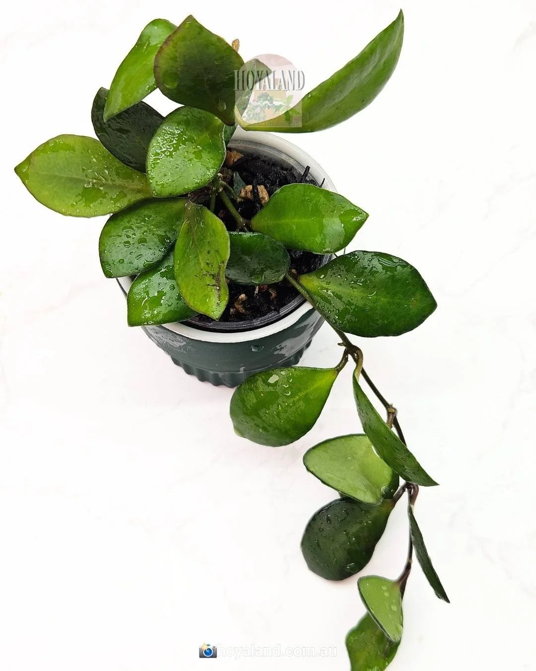 𝗛𝗼𝘆𝗮 𝗡𝗼𝗼𝗻𝗮 𝗽𝗶𝗻𝗸 (𝗱𝗮𝘃𝗶𝗱 𝗰𝘂𝗺𝗺𝗶𝗻𝗴𝗶𝗮𝗻𝗮 𝘅 𝗵𝗲𝘂𝘀𝗰𝗵𝗸𝗲𝗹𝗶𝗮𝗻𝗮) 🦋
𝘏 𝘥𝘢𝘷𝘪𝘥 𝘤𝘶𝘮𝘮𝘪𝘯𝘨𝘪𝘢𝘯𝘢 𝘹 𝘩𝘦𝘶𝘴𝘤𝘩𝘬𝘦𝘭𝘪𝘢𝘯𝘢
1 established plant available.
Beautiful cluster of tiny pink flowers with a buttersc