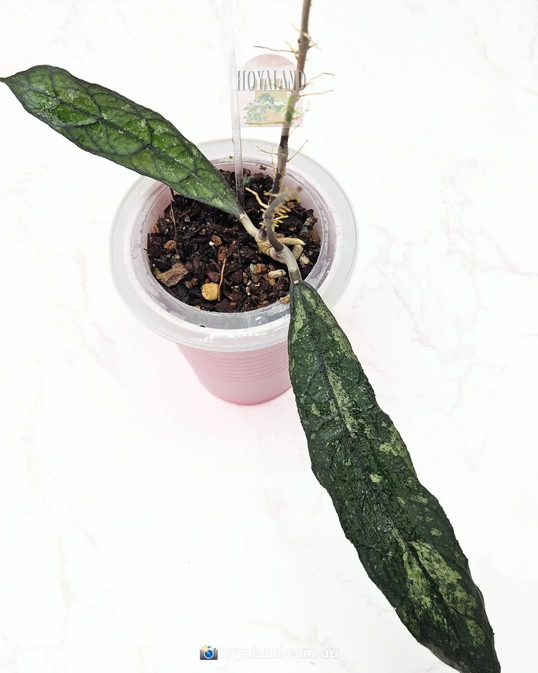 𝗛𝗼𝘆𝗮 𝗰𝗹𝗲𝗺𝗲𝗻𝘀𝗶𝗼𝗿𝘂𝗺 𝗱𝗮𝗿𝗸 𝗳𝗼𝗿𝗺 | 𝗥𝗮𝗿𝗲 𝗩𝗮𝗿𝗶𝗲𝘁𝘆 | 𝗦𝗺𝗮𝗹𝗹 🦋
#hoyaclemensiorum #hoya #plantireena #hoyaland #blooms #gardener #greenyourfeed #plantsmakemehappy #plantlover #planthoarder #botanicalpickmeup #hoyacollec