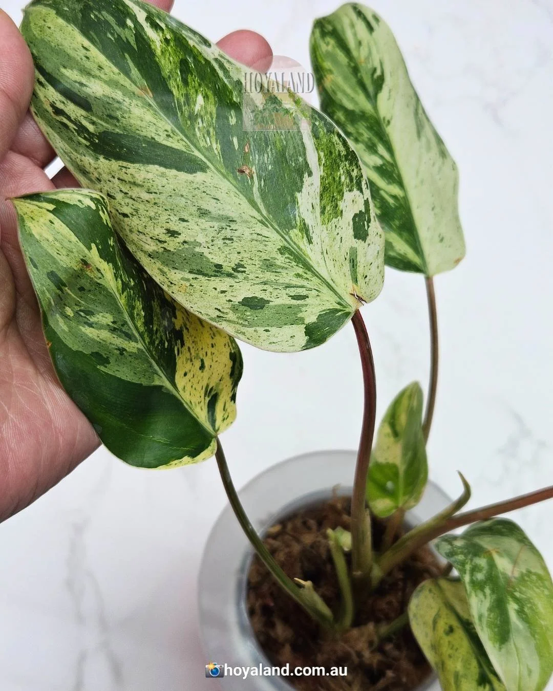 𝗣𝗵𝗶𝗹𝗼𝗱𝗲𝗻𝗱𝗿𝗼𝗻 𝗘𝗺𝗲𝗿𝗮𝗹𝗱 𝗤𝘂𝗲𝗲𝗻 𝗩𝗮𝗿𝗶𝗲𝗴𝗮𝘁𝗲𝗱 | 𝟮 𝗧𝗶𝗽𝘀 🦋
6cm self-watering pot.
Well-rooted in sphagnum moss, pushing out 2 new leaves.
#hoyaland #philodendron #philodendronemeraldqueen #houseplants #indoorplants #ra
