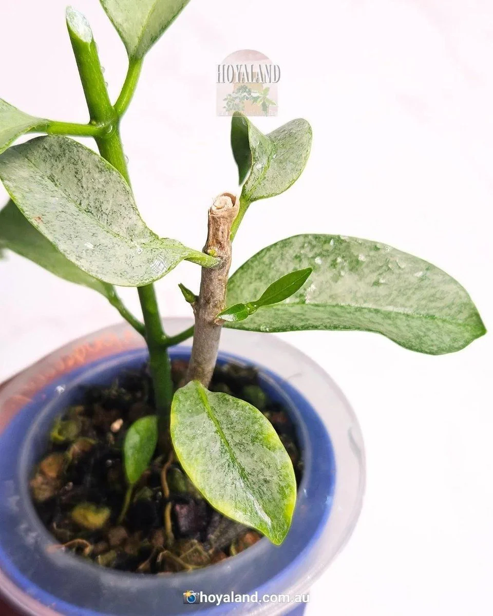 Check out Hoya Multiflora Wonderphil | Stable Silver | Ultra rare 🐝, the latest item I added on eBay! #eBay #eBaySeller
https://ebay.us/m/h0t8DQ