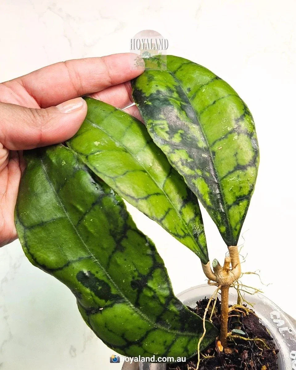 Ready for some eye candy? 🍭 Our latest drop is full of some of the most stunning Hoyas we've ever seen!
We're absolutely obsessed with the Hoya bakoensis 'Albo' with its very cute sun-stressed colors that look like lollies! 🍬 And that's not all...