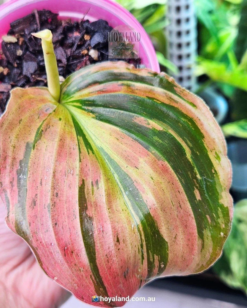 Get ready to add some serious colour to your collection! 🌈 We've just restocked some of our most requested rare plants and Hoyas, and the benches are buzzing with new life.
This drop is extra special: we have a stunning Variegated Kaempferia, showi