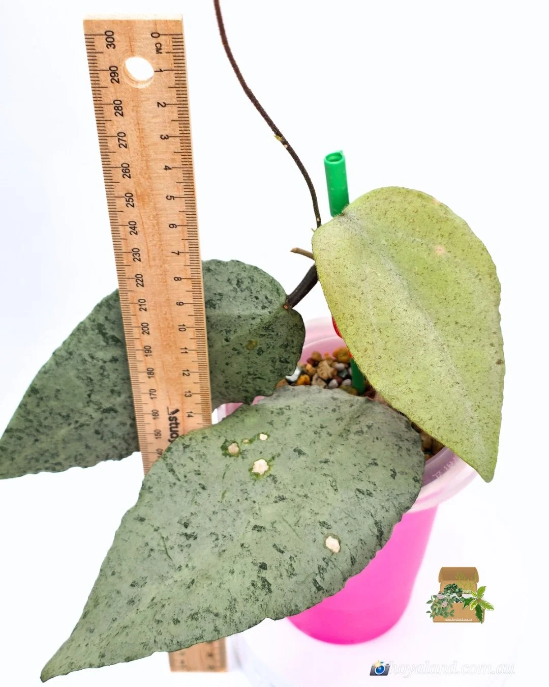 🌞 RARE Silver Hoya caudata 'Argene' 🩷