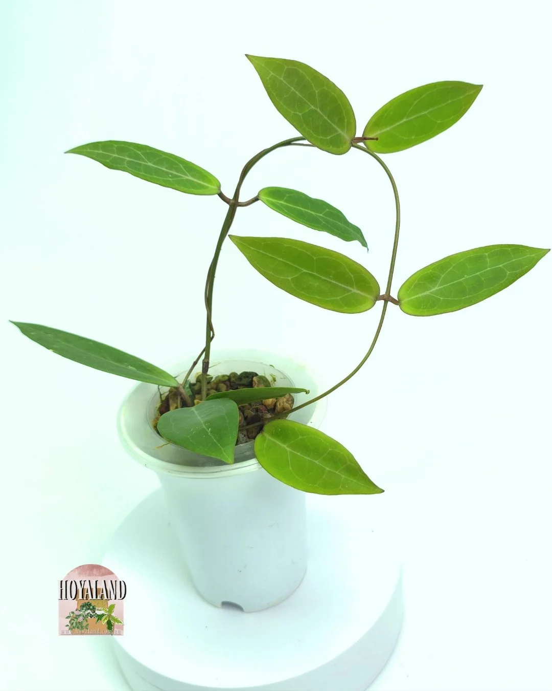 🌞 Hoya 'Love Affair' Hybrid – (elliptica x benguetensis) x benguetensis  A 🎇