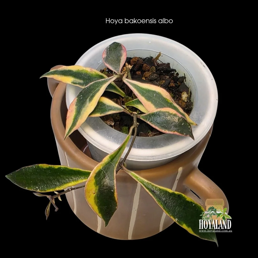 ⛄  Rare Small-Leaf Hoya Bakoensis Albomarginata