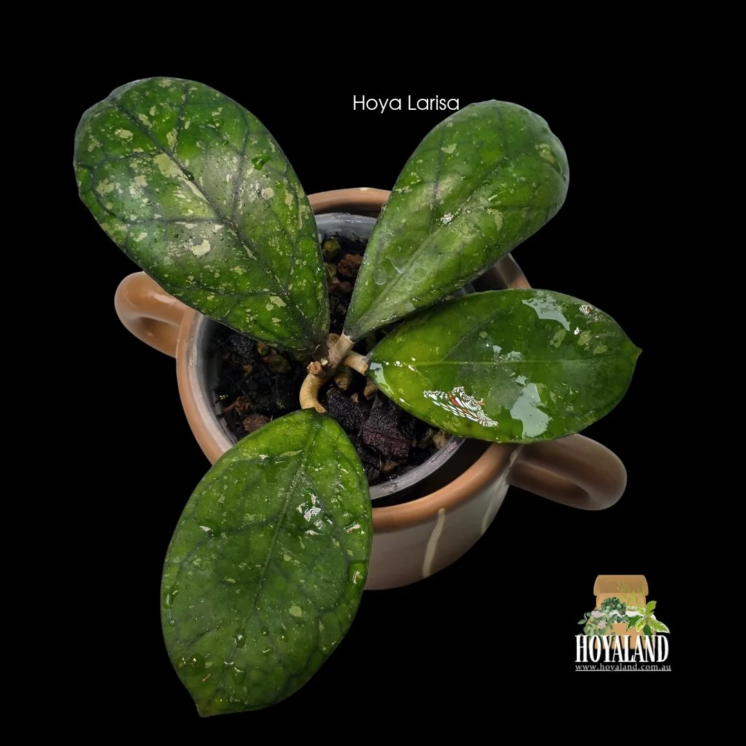 ⛄️ Hoya LARISA (finlaysonii x meredithii)