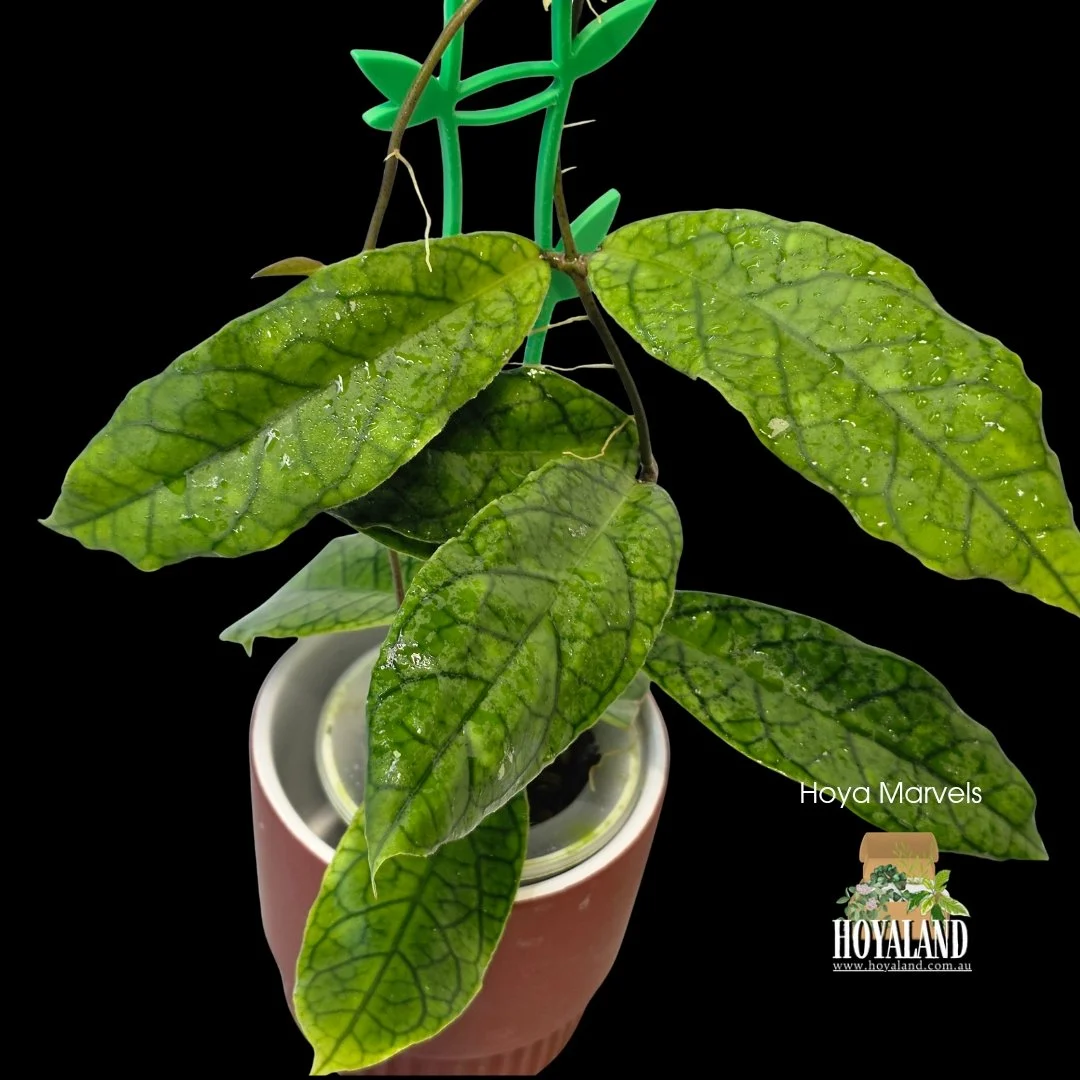 ⛄️ Hoya cv Marvels | Veiny Unique Plant Hybrid- Small