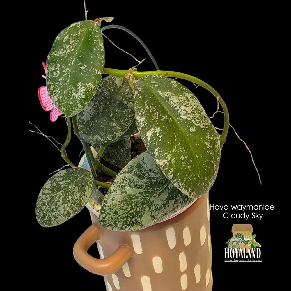 Hoya waymaniae 'Cloudy Sky' | Puffy Cloud Leaves | Hoyaland Rare