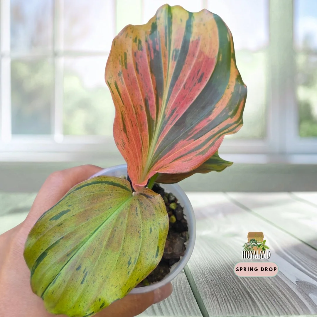 Kaempferia pulchra 'Variegata' (Quad-Colour Jewel Peacock Ginger) A