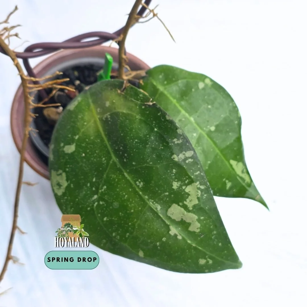 Established Hoya verticillata sp Wayang Pink Splash climbing vine showing large oval leaves with heavy silver splash sun-stressing to saturated pink