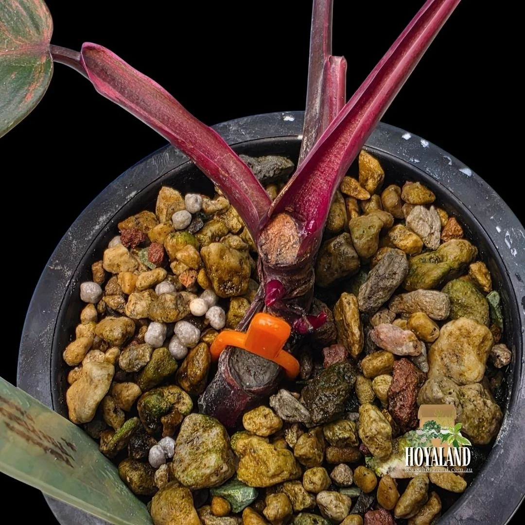 Philodendron Fire Princess (PPP Tricolour) (6).jpg