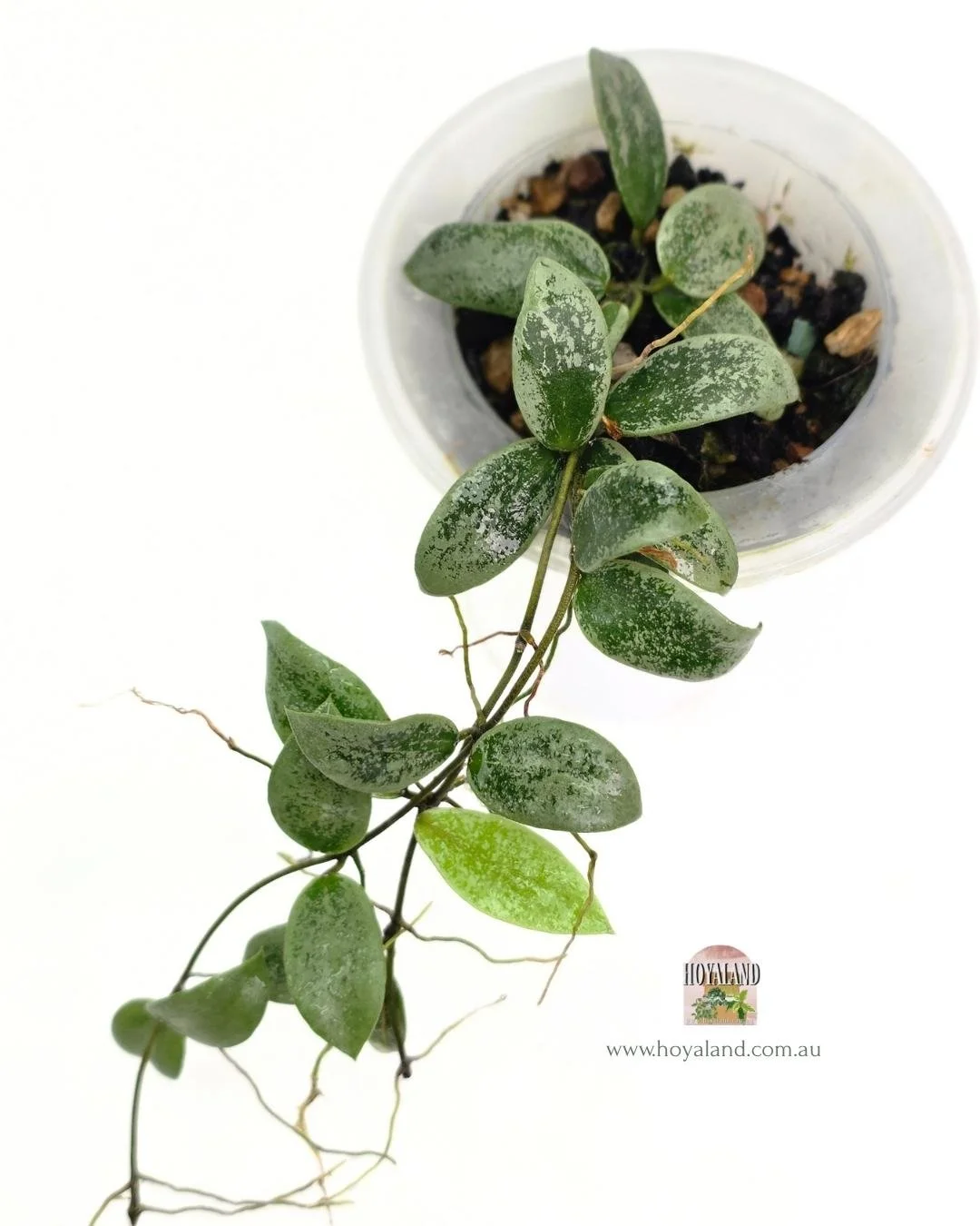 Hoya aff picta silver.jpg