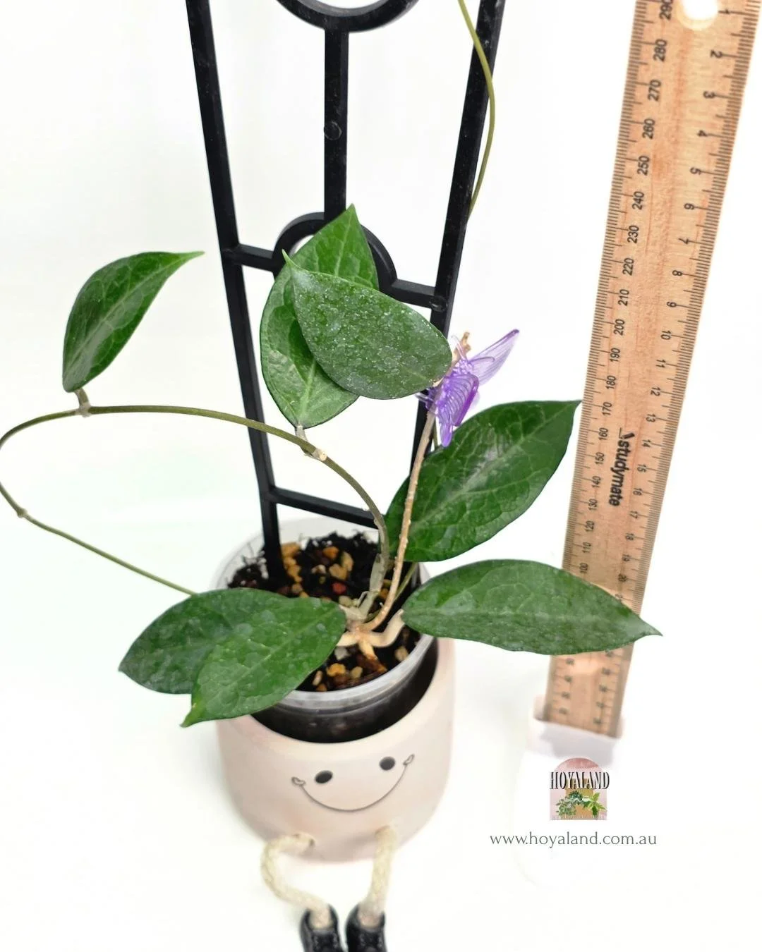 Hoya sumbawa (3).jpg