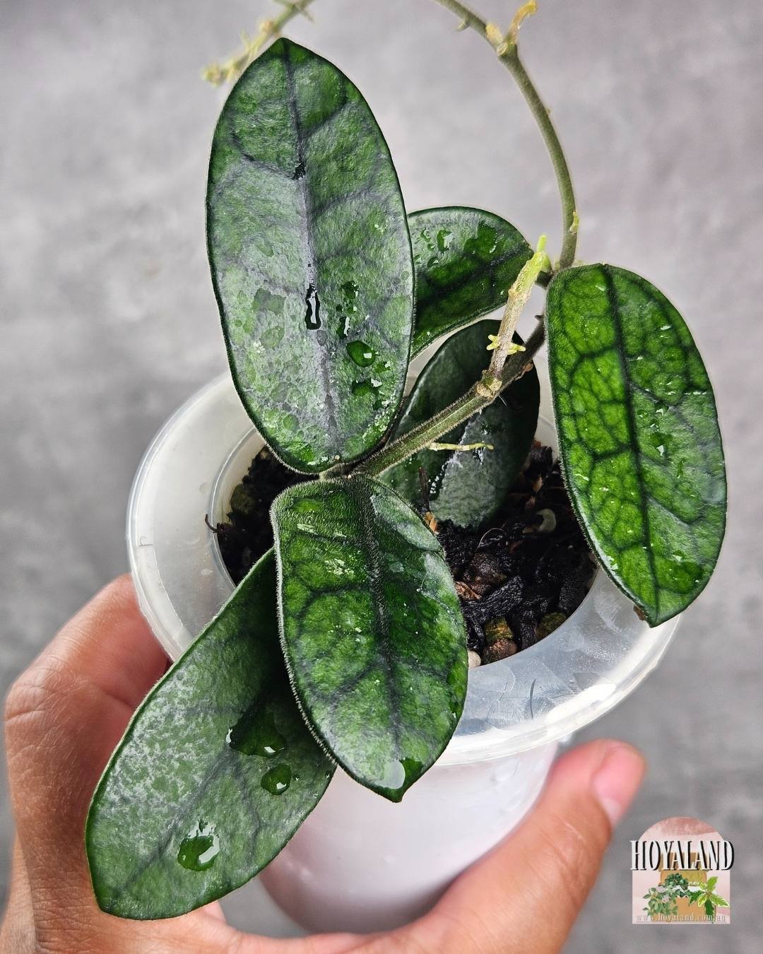 Hoya sichuanensis a (5).jpg