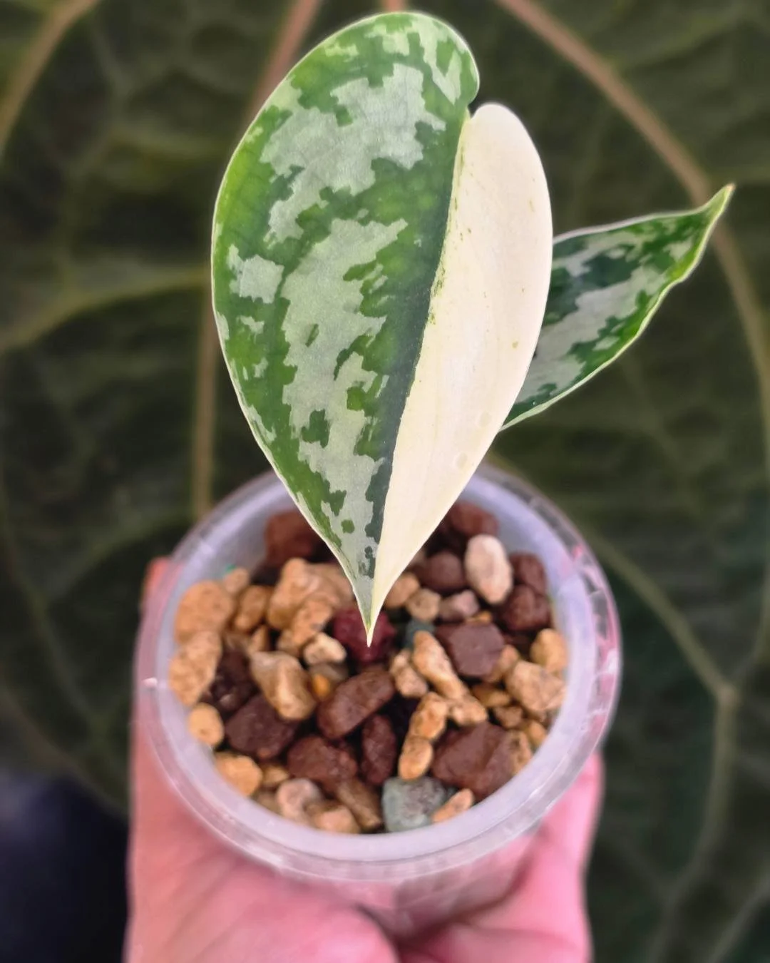 Scindapsus mariposa (4).jpg